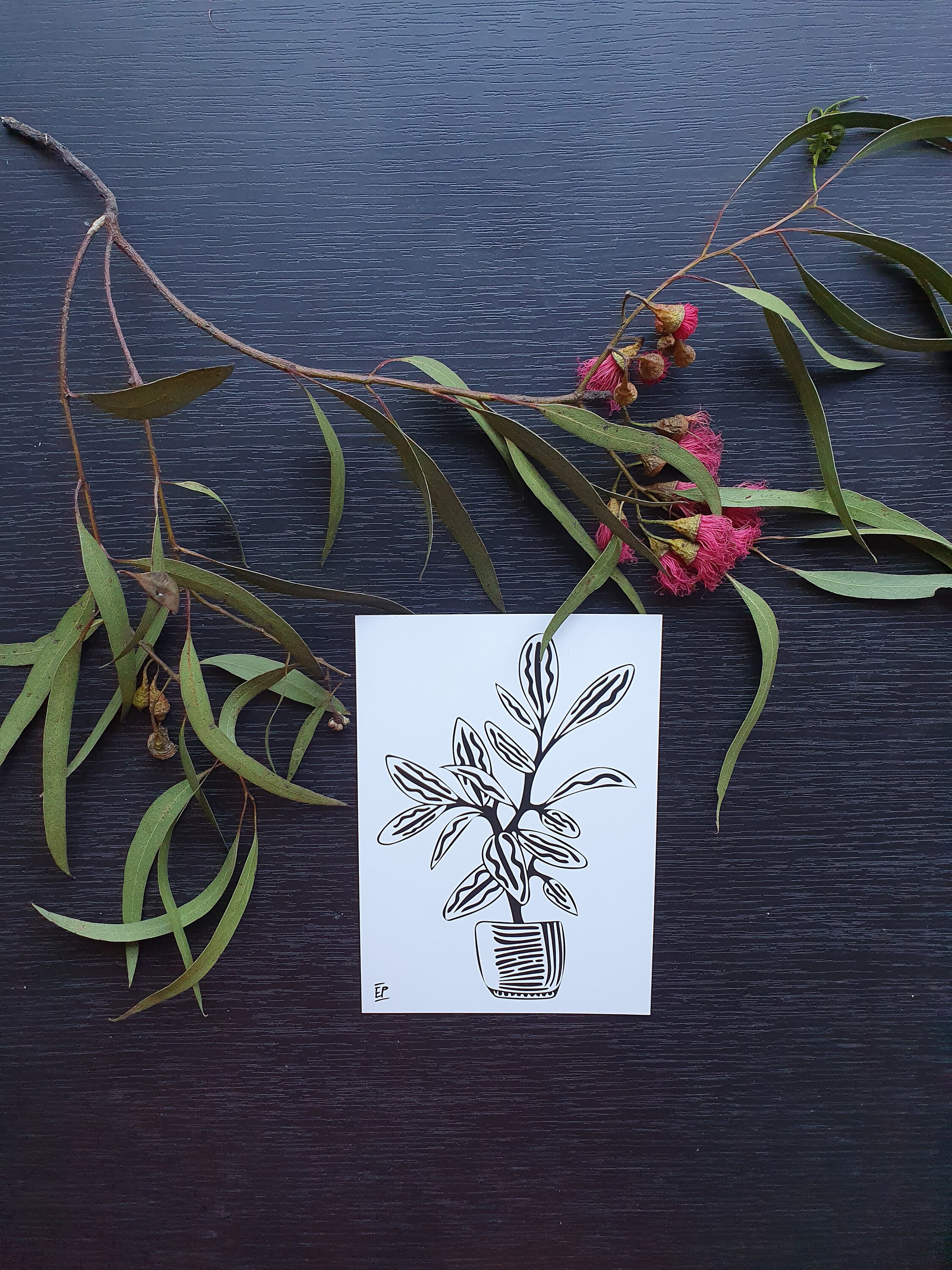 Characteristics of rubber plant picture