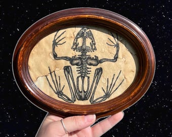 May include: A framed illustration of a frog skeleton in black ink on a beige background. The frame is oval and made of dark wood.