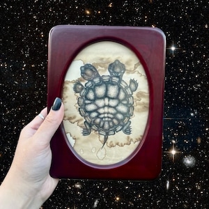 May include: A framed drawing of a three-headed turtle on a beige background. The turtle is drawn in black ink and has a detailed shell.