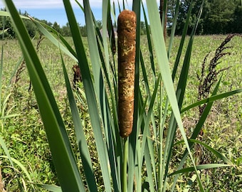 2 Cattail Plants - Live Plants - FREE SHIPPING