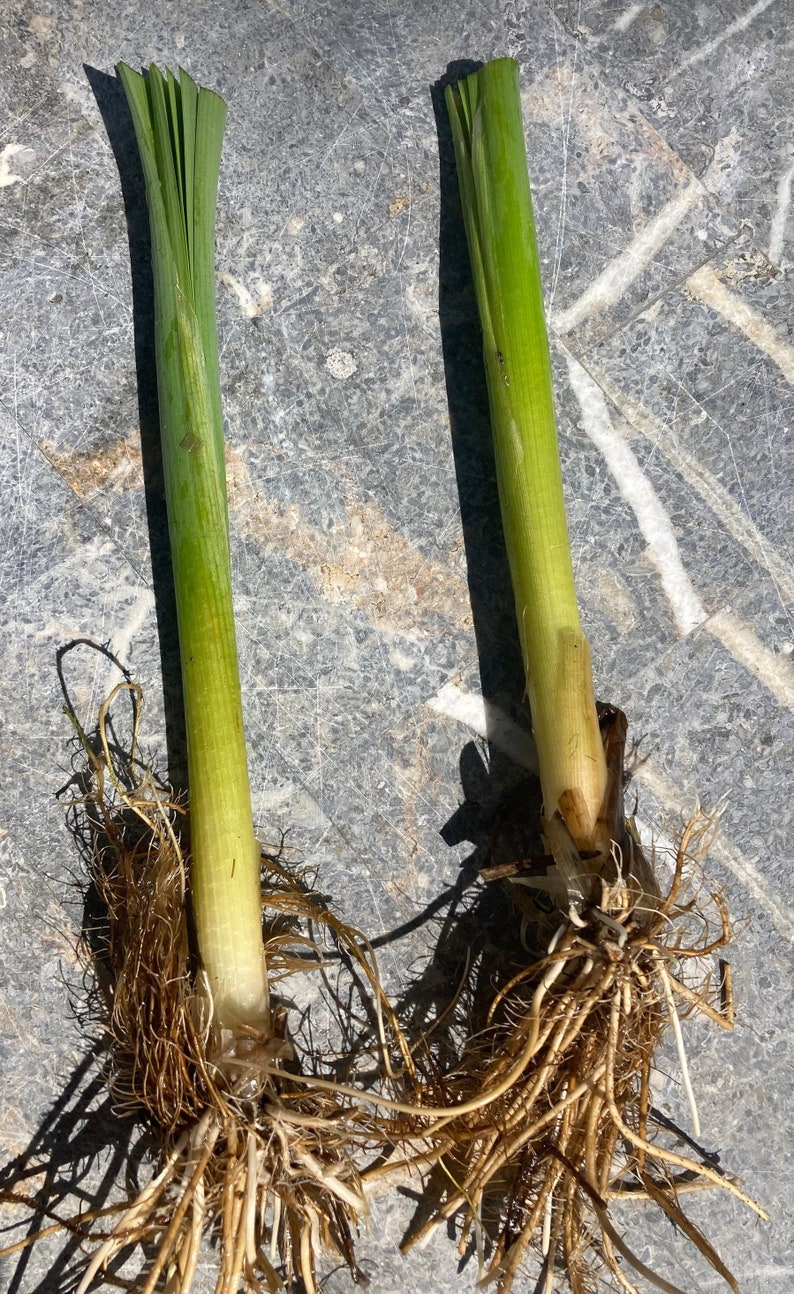 2 Cattail Plants Live Plants FREE SHIPPING Etsy