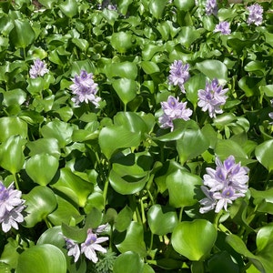 3 MEDIUM Water Hyacinth Plants for ponds