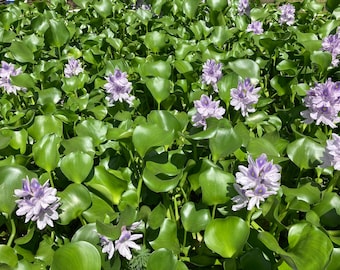 3 MEDIUM Water Hyacinth Plants for ponds