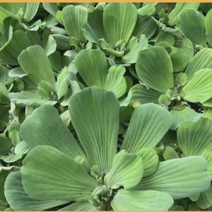 May include: Close-up of a cluster of green water lettuce plants. The leaves are broad, rounded, and have prominent parallel veins. The plants are densely packed, creating a textured, natural pattern. The overall color is a vibrant, fresh green.