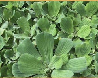 10 MEDIUM Water Lettuce Plants