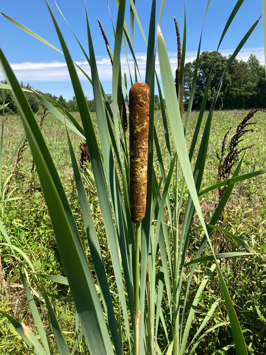 2 Cattail Plants Live Plants FREE SHIPPING Etsy