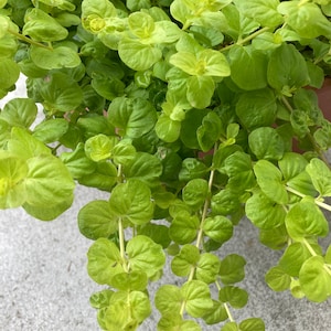 10 Creeping Jenny Plant Cuttings