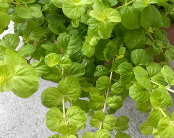 10 Creeping Jenny Plant Cuttings