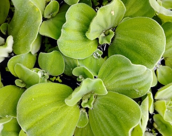 10 MEDIUM Water Lettuce Plants