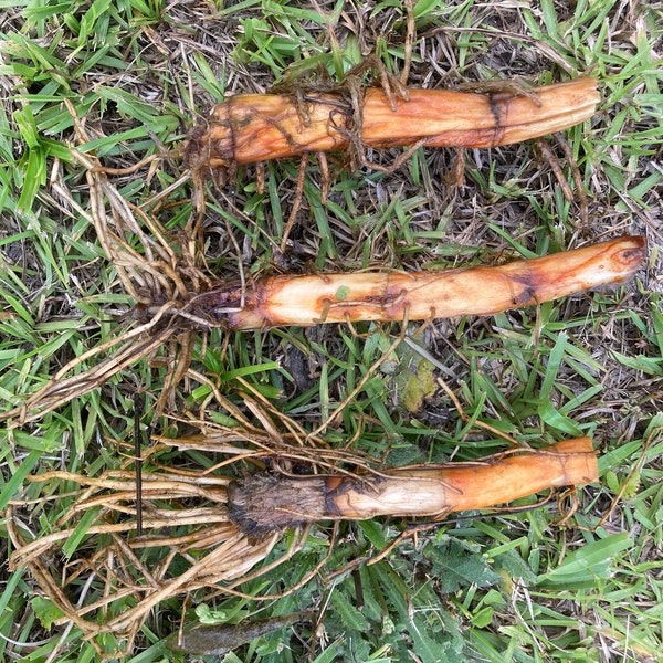 3 Cattail Plant TUBERS & 1 Small Live Plant - FREE SHIPPING