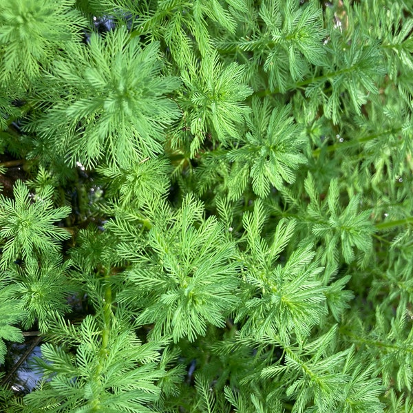 20 Parrot Feather Plants