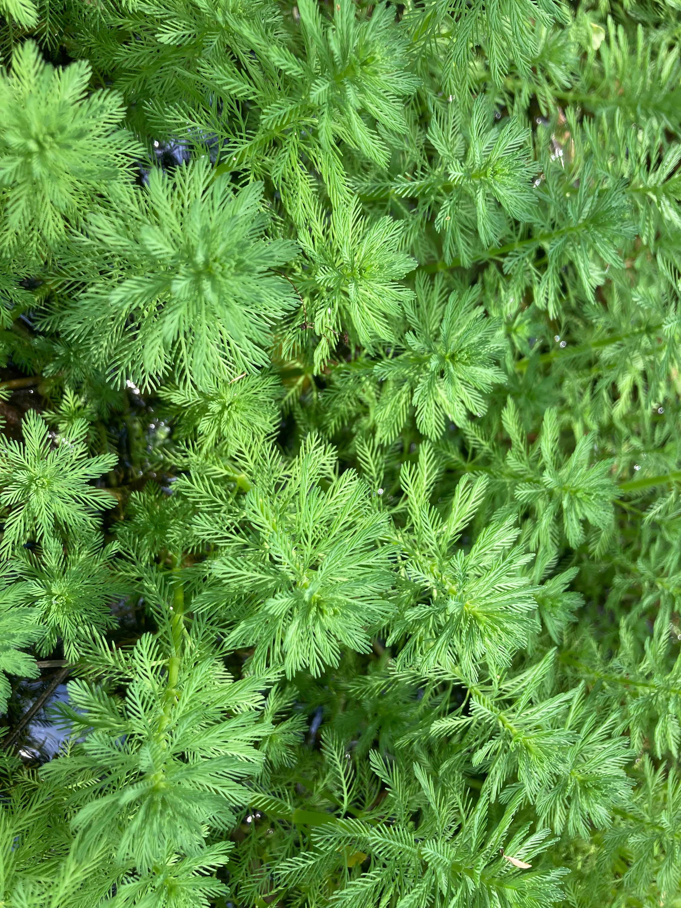 20 Parrot Feather Plants