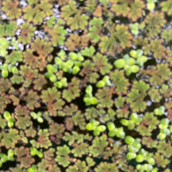 1 Cup Azolla (fairy moss) & Duckweed Mixture For KOI pond