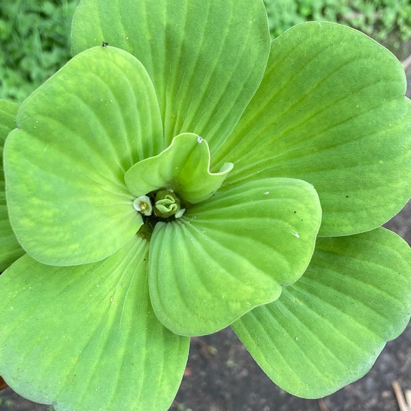 4 MEDIUM Water Lettuce Plants