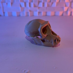Vervet Monkey Skull Replica – Primate Fossil Model | 3D Printed Natural History Decor, Educational Specimen, Wildlife Art Display