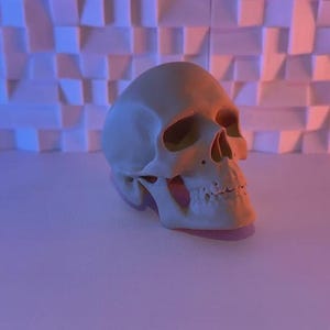 Realistic Human Skull Replica – Anatomical Model or Gothic Decor | Halloween Prop, Artist Reference, 3D Printed Skull