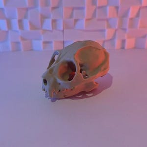 Galagos Skull Replica – Exotic Primate Fossil Model | 3D Printed Natural History Decor, Wildlife Art, Educational Display Piece