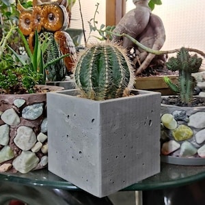 Puede incluir: Un cactus verde con espinas amarillas en una maceta cuadrada de hormigón gris. En el fondo se ven otras plantas en macetas, incluyendo suculentas y cactus en macetas decoradas con piedras. La escena está ambientada en interiores.