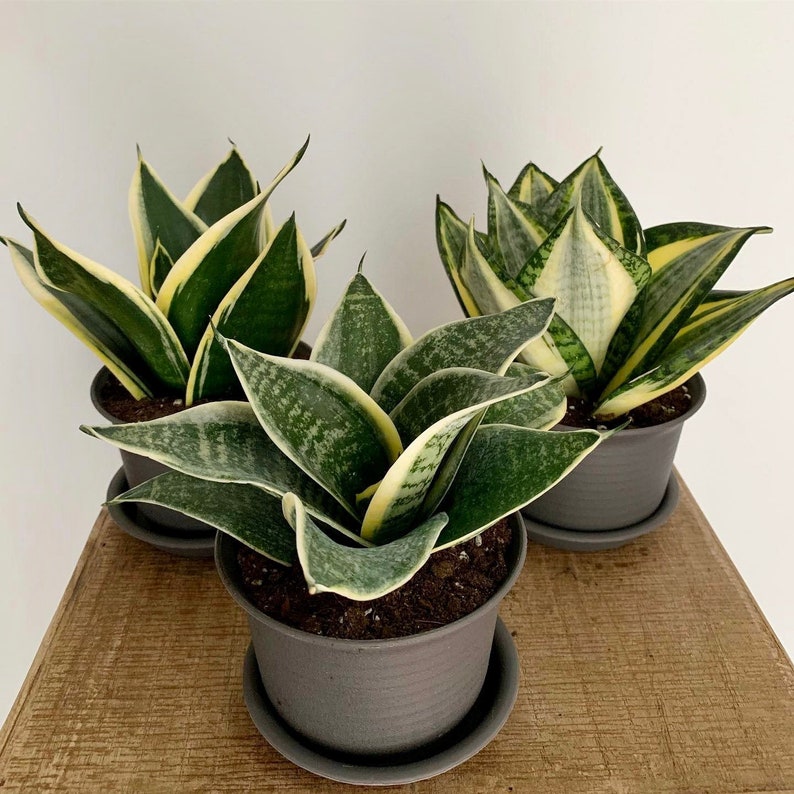 Dwarf Snake Plant Small Snake Plant Sansevieria Plant Etsy