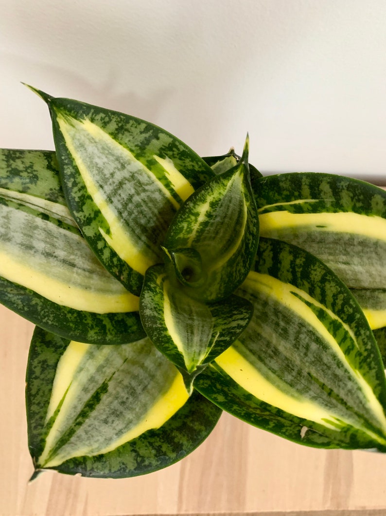 Dwarf Snake Plant Small Snake Plant Sansevieria Plant Etsy