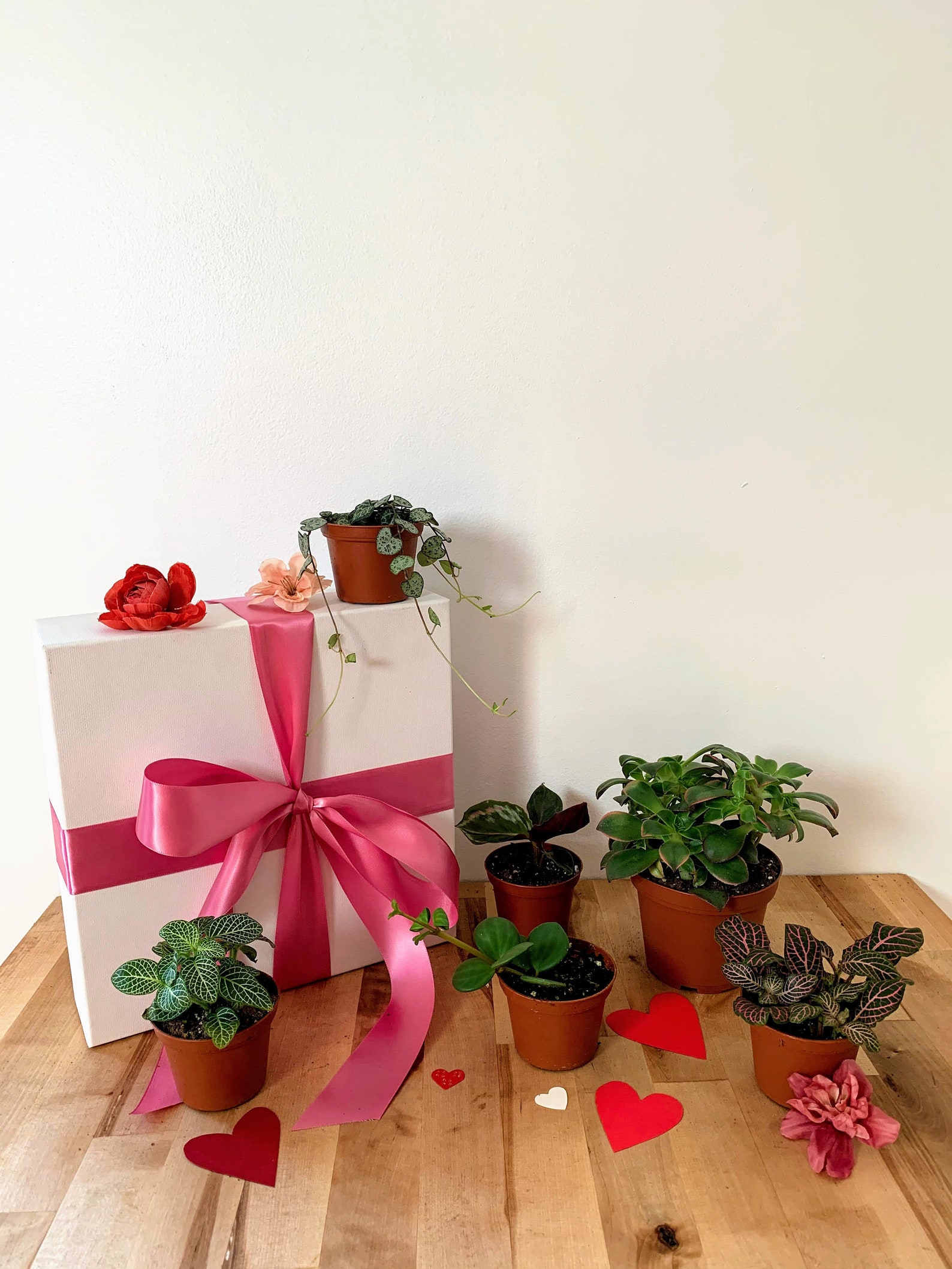 Valentine's Day Themed Plants still in nursery pots Etsy