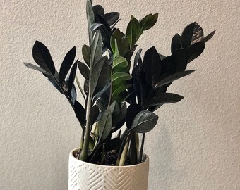 Zamioculcas Zamiifolia Raven Zz Plant Etsy