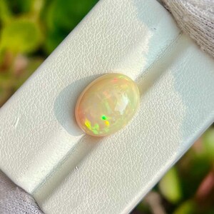 May include: An oval opal gemstone with a creamy base color and flashes of green and orange. The opal is set on a white display card, held against a backdrop of green foliage.