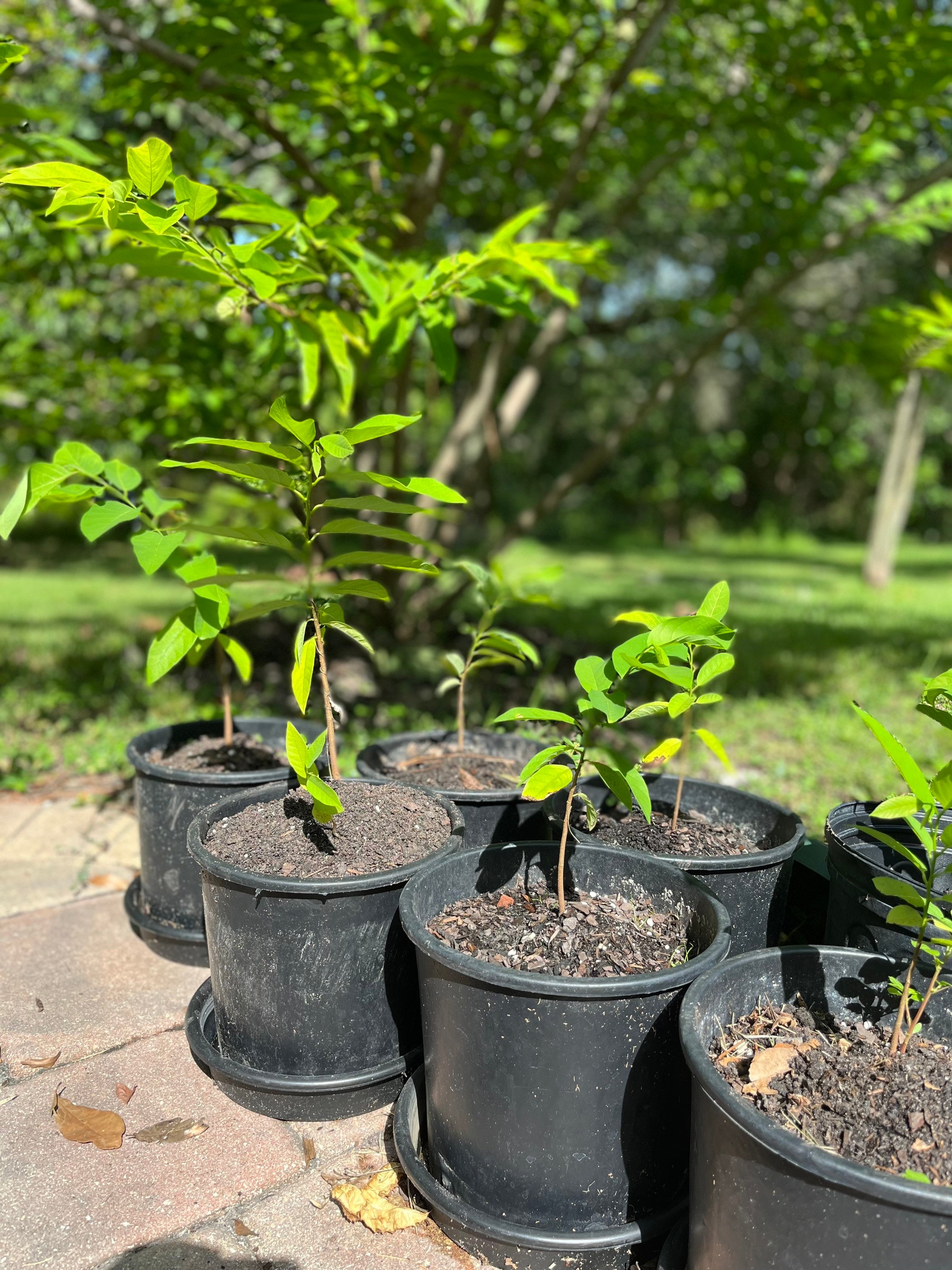 20 Organic Sugar Apple Seeds Etsy