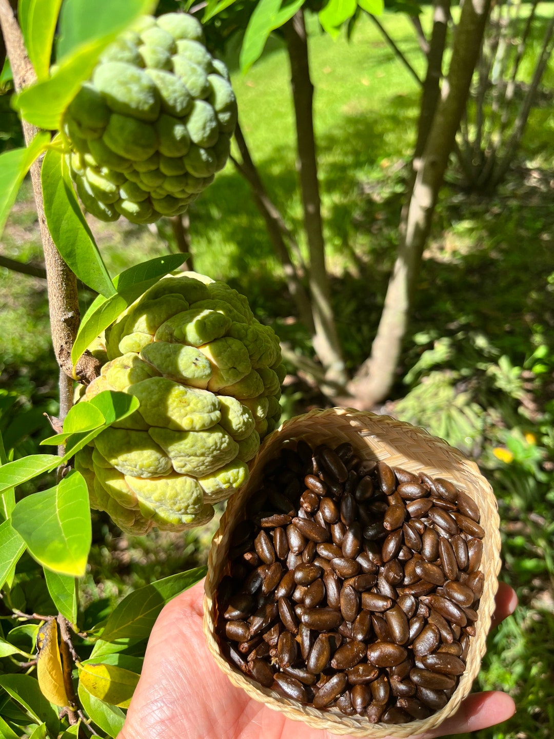 20 Organic Sugar Apple Seeds Etsy