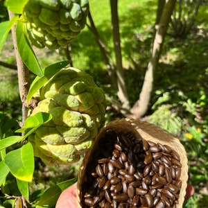 20+ organic sugar apple seeds