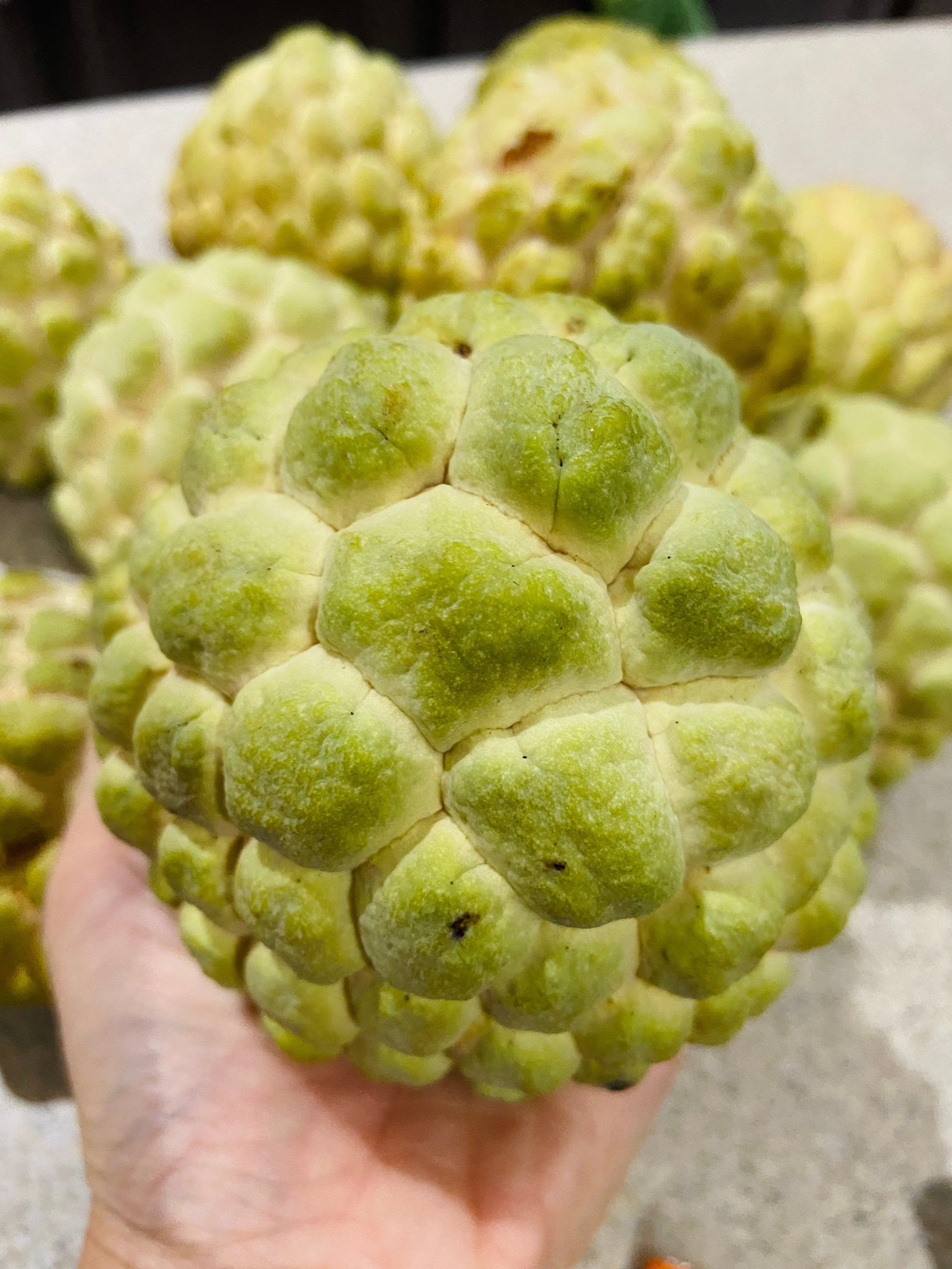 20 Organic Sugar Apple Seeds Etsy