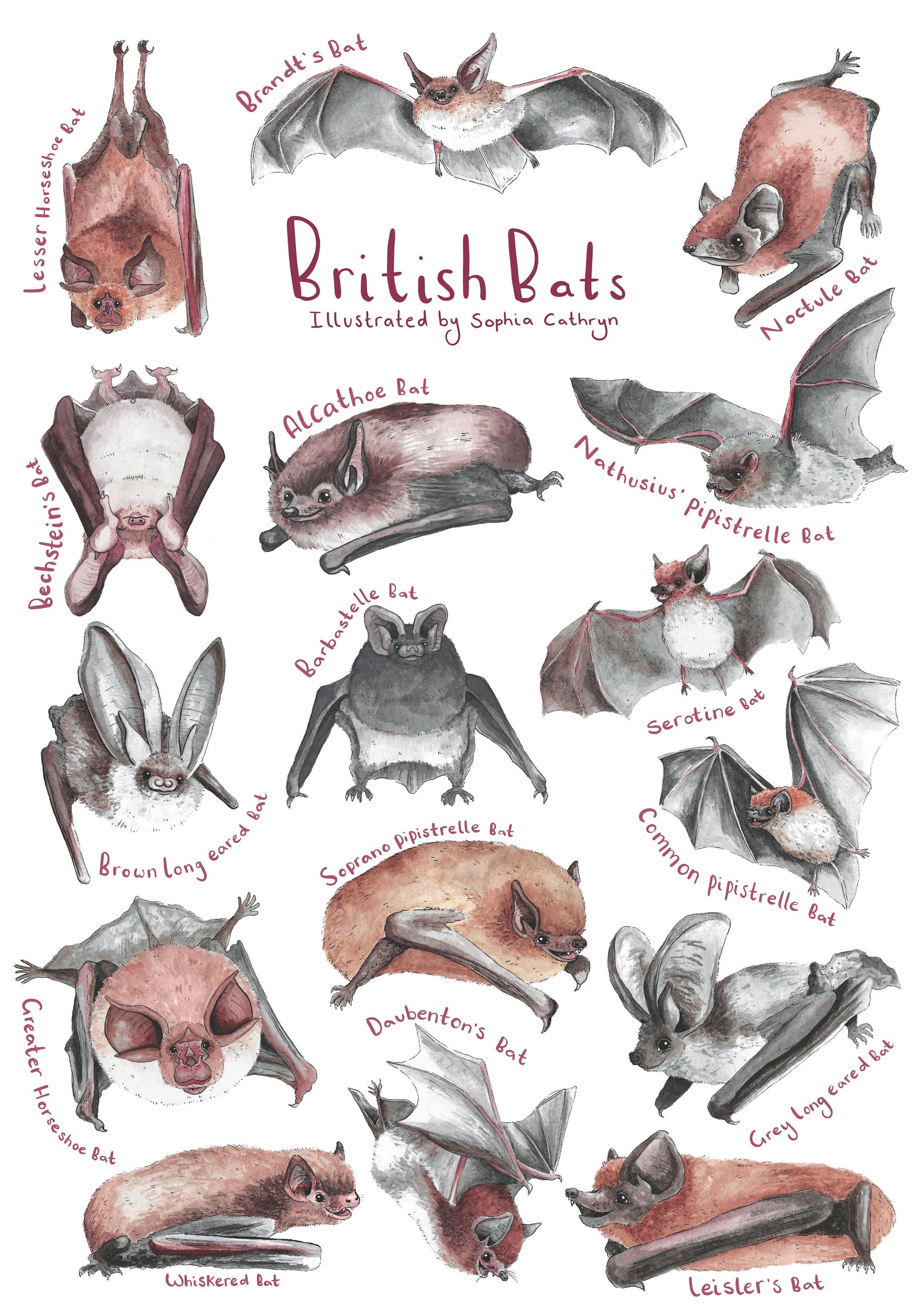 British Bats Print Etsy UK