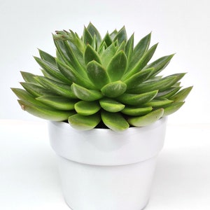 Puede incluir: Una planta suculenta verde en una maceta de cerámica blanca. La planta tiene muchas hojas que están dispuestas en forma de roseta.