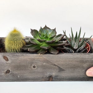 May include: A wooden planter box with three succulents. The planter is gray and has a rustic look. The succulents are a green cactus, a green and black succulent, and a green and white succulent.