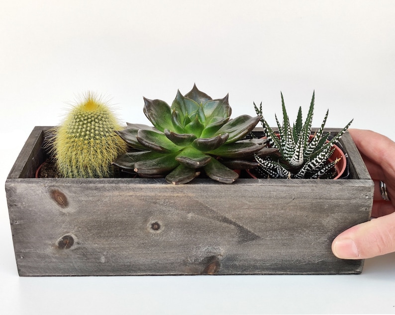 May include: A wooden planter box with three succulents. The planter is gray and has a rustic look. The succulents are a green cactus, a green and black succulent, and a green and white succulent.