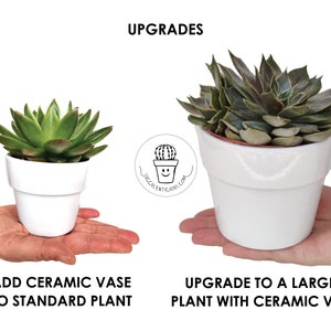 May include: Two succulent plants in white ceramic pots. The plant on the left is a smaller plant, while the plant on the right is a larger plant. The text "UPGRADES" is at the top of the image. The text "ADD CERAMIC VASE TO STANDARD PLANT" is below the left plant. The text "UPGRADE TO A LARGER PLANT WITH CERAMIC VASE" is below the right plant.