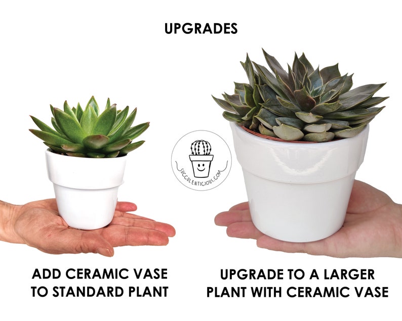 May include: Two succulent plants in white ceramic pots. The plant on the left is a smaller plant, while the plant on the right is a larger plant. The text "UPGRADES" is at the top of the image. The text "ADD CERAMIC VASE TO STANDARD PLANT" is below the left plant. The text "UPGRADE TO A LARGER PLANT WITH CERAMIC VASE" is below the right plant.