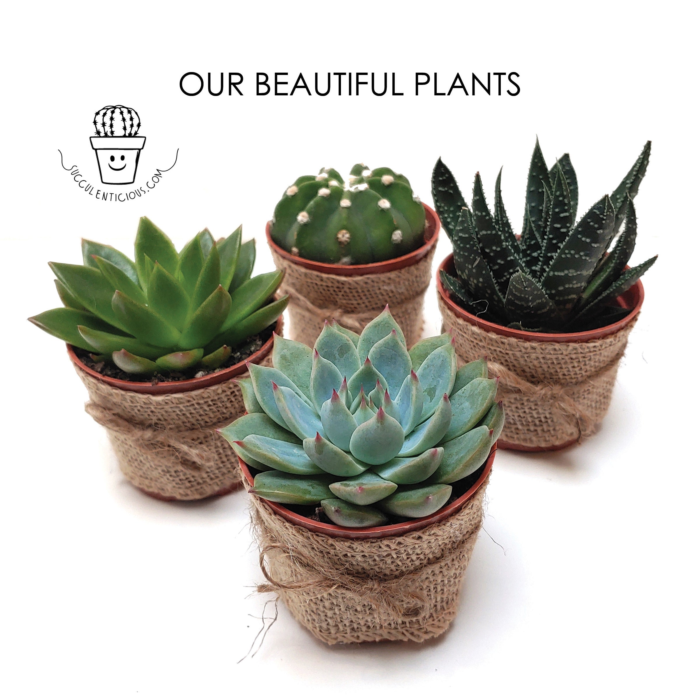 Succulentes, Cactus, Plante aérienne, Forfait de soins, Bracelet