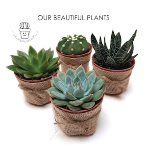 Op de afbeelding: Vier kleine vetplanten in potten die met jute zijn omwikkeld. De vetplanten zijn in verschillende groene en blauwgroene tinten. De tekst "OUR BEAUTIFUL PLANTS" staat bovenaan de afbeelding.