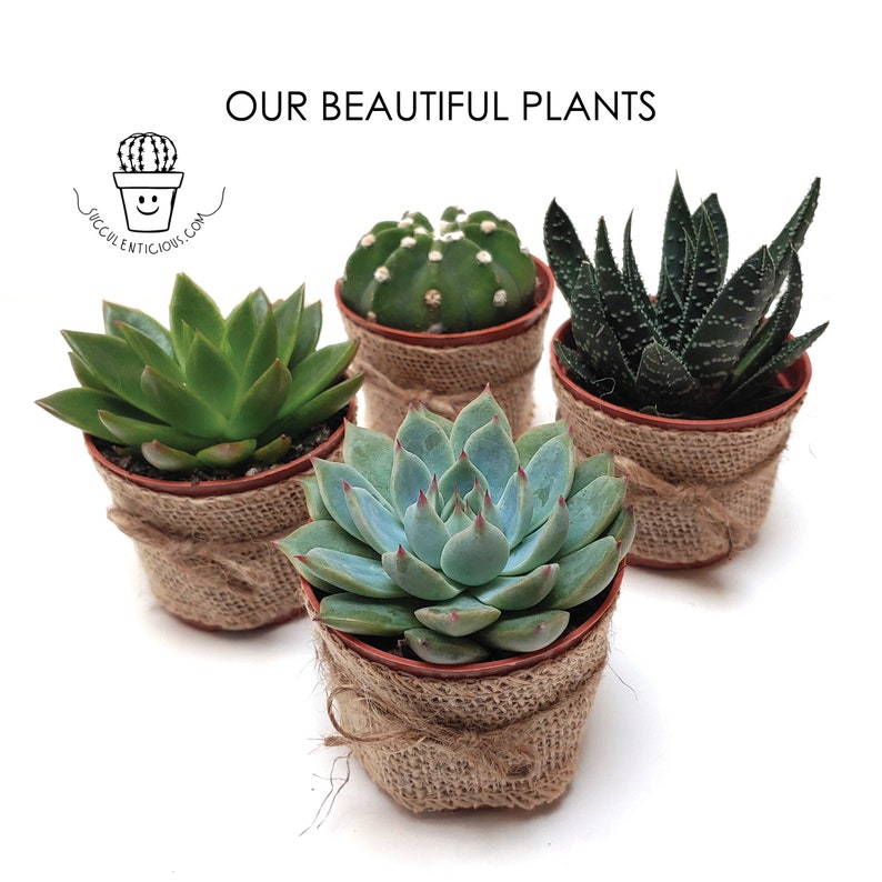 Op de afbeelding: Vier kleine vetplanten in potten die met jute zijn omwikkeld. De vetplanten zijn in verschillende groene en blauwgroene tinten. De tekst "OUR BEAUTIFUL PLANTS" staat bovenaan de afbeelding.