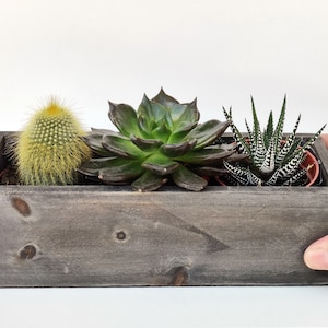 Peut inclure: Une jardini&egrave;re en bois avec trois succulentes. La jardini&egrave;re est grise et a un aspect rustique. Les succulentes sont un cactus vert, une succulente verte et noire, et une succulente verte et blanche.