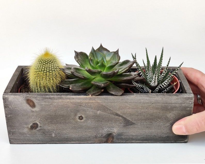 Peut inclure: Une jardini&egrave;re en bois avec trois succulentes. La jardini&egrave;re est grise et a un aspect rustique. Les succulentes sont un cactus vert, une succulente verte et noire, et une succulente verte et blanche.