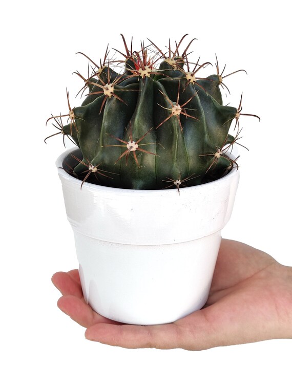 Cactus in vaso di ceramica