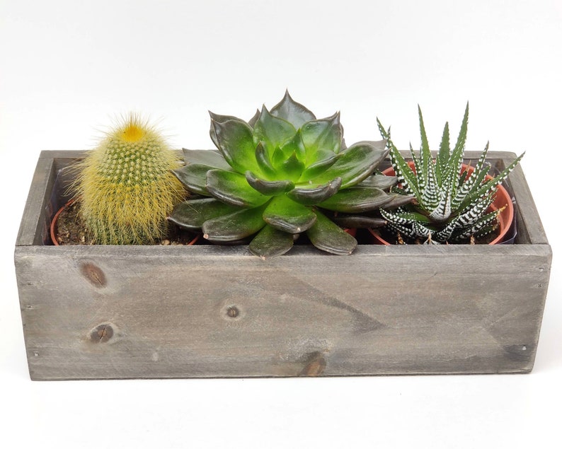 Large Succulent With Ceramic Vase Live Succulent Cactus Plant Etsy