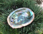 Red Abalone Shell 5 quot (Sage Smudge Bowl Resin Incense Holder)