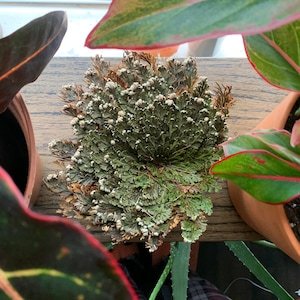 Rose of Jericho (For Abundance, Peace, Protection, Resurrection Plant )