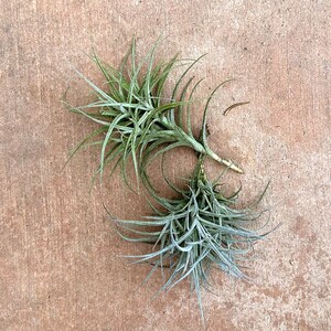 Soft Leaf Clumping Bareroot Air Plant (Tillandsia marconae)