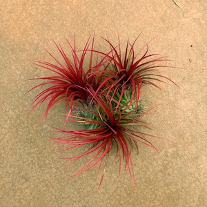 Colorful Bareroot 'Rainforest Red' Air Plant (Tillandsia hybrid)