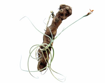 One Bareroot Air Plant Mounted To Hanging Wood Piece (Tillandsia crocata 'Copper Penny') BR1WH323B