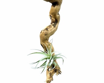 Tillandsia aeranthos x Tillandsia leonamiana - One 'Ed Doherty' Air Plant Mounted To Hanging Wood Piece BR1WH223F
